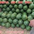 钟祥西瓜著名品牌,钟祥夏生诚信合作