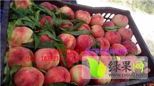 大荔范家贺新军6月郑三毛桃供应