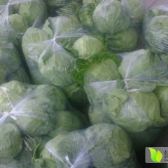 2015晋中甘蓝今年价格有看点