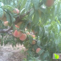 大荔两宜张琪6月毛桃