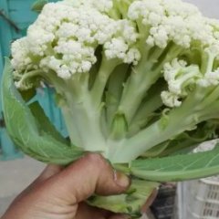 2015沛县菜花俏销大江南北
