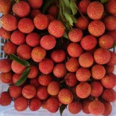 双肩玉荷包(鸡嘴)大量上市中