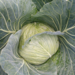 利川天上李林森6月球茎甘蓝