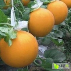 莘县燕店瑞红甜瓜六毛至八毛