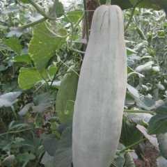 莘县甜瓜绿色无公害山东武振猛诚信合作