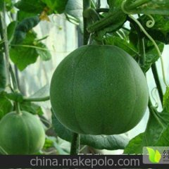 莘县甜瓜绿色无公害山东武振猛诚信合作