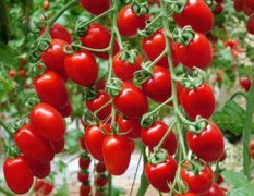 寿光小番茄种子——圣多美