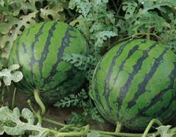 大荔羌白张忠强6月花皮无籽西瓜