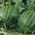 大荔羌白张忠强6月花皮无籽西瓜