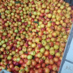 曾都油桃随行就市尚市夏文兵诚信合作