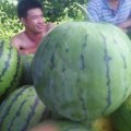 宜城官庄何国威6月8424西瓜