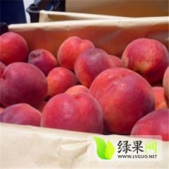 2015大荔蜜桃价格波动不大