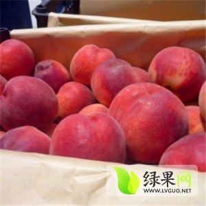 2015年陕西大荔毛桃价格