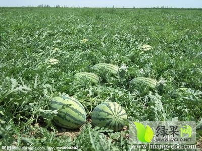 2015年河南开封京欣价格