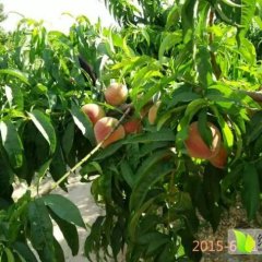 胡张乡永兴庄 瓜果基地 毛桃千亩规模