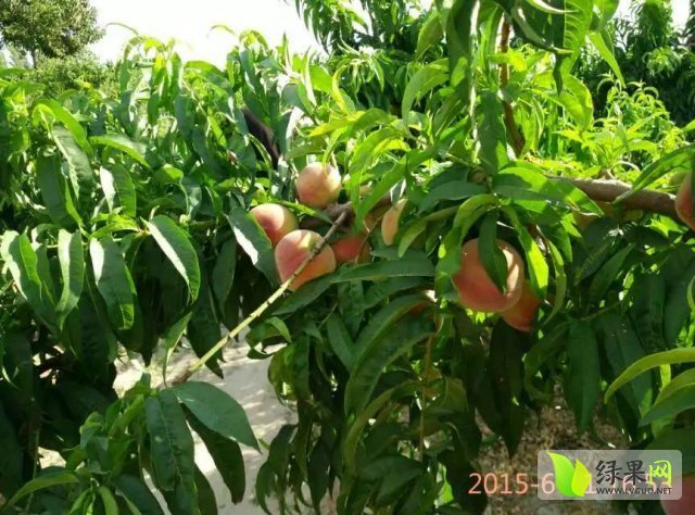 2015年山西夏县春雪价格