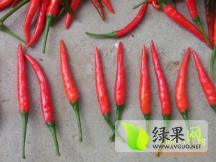 2015金乡艳红指天椒走过路过不要错过