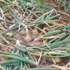 辽宁南票黄皮洋葱产销两旺，诚信合作