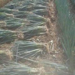 安丘大葱值得出手