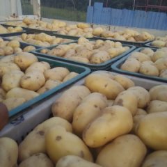 苍山土豆庄坞杨先生诚信合作