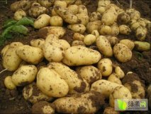 山东淄博 博山荷兰十五土豆将于 7月左右上市