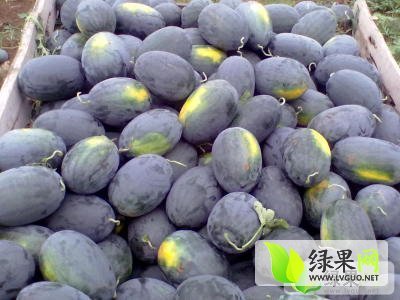 8424西瓜价格
