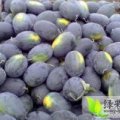 宜城西瓜欢迎合作,流水熊家昆诚信合作