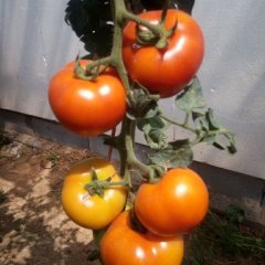 费县朱田李书记6月齐达利西红柿