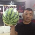 辽宁新民西瓜梁山李闯诚信合作西瓜肉质细腻 口