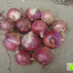 山东惠民红皮洋葱著名品牌