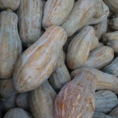 2015嘉鱼南瓜收购工作全面开展