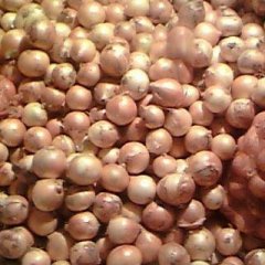 平度张戈生训武6月黄皮洋葱