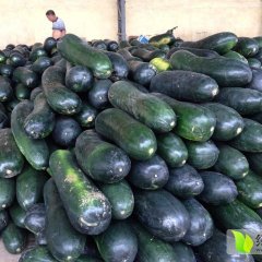 河南中牟黑皮冬瓜提前上市