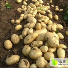 主营荷兰十五号土豆