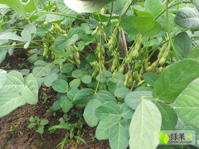 2015年山东郯城毛豆角价格