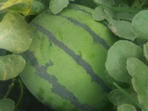 清苑超大面积瓜田，现在品种优良抗运输