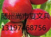 湖北油桃名优产品,随县夏文兵诚信合作