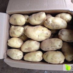 惠民土豆产销两旺,清河陈经理诚信合作