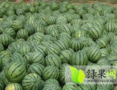 分宜县富农种植专业合作社，大量出售8424麒麟西