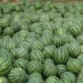 分宜县富农种植专业合作社，大量出售8424麒麟西