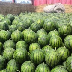 河北保定京欣西瓜