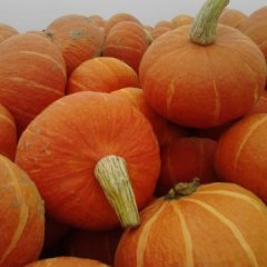 乌拉特前旗南瓜，7月大量上市