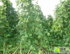 乌拉特前旗架豆种子名优产品9月上市