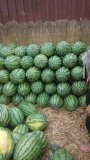 河南开封西瓜种植基地西瓜