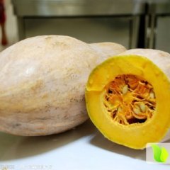 嘉鱼潘家邓伟6月秘本小果南瓜