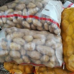 河南通许荷兰十五土豆随行就市