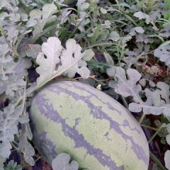 大荔西瓜名扬天下,范家张百强诚信合作