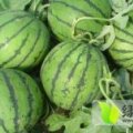 2015开封县西瓜俏销大江南北