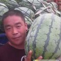 河南开封县冠龙西瓜价格行情平稳
