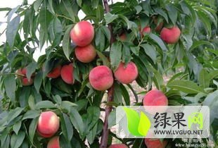 河北威县春美蜜桃价格适宜